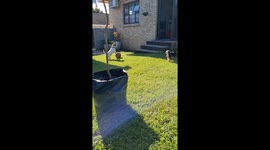 Jack Russell walking backwards on basketball