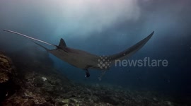 Manta Ray (Manta alfredi; 4 m).  Lankoi, Komodo National Park, Indonesia, 08/12/24.