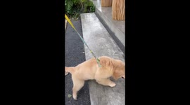 Pet Golden Retriever puppy bumps into mirror