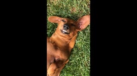 Lola Feeling Good