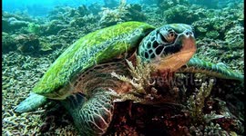 Green Sea Turtle (Chelonia mydas; immense, 1.7 m). Siaba Besar, Komodo National Park, Indonesia. 08/13/24.