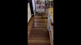 An Unexpected Visitor Slithers Into Home