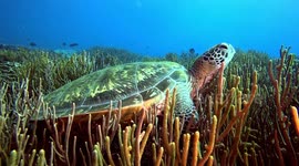 Green Sea Turtle gently rocking in surge (Chelonia mydas; 1.2 m).  Karang Makassar, Komodo National Park, Indonesia. 08/09/24.