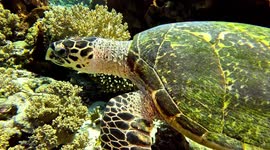 Hawksbill Sea Turtle swimming (Eretmochelys imbricata; critically endangered, 1 m). Tatawa Besar, Komodo National Park, Indonesia, 08/09/24.