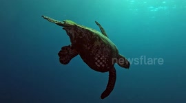 Hawksbill Sea Turtle swimming (Eretmochelys imbricata; critically endangered, 1.2 m). Karang Makassar, Komodo National Park, Indonesia, 08/09/24