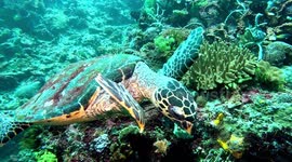 Hawksbill Sea Turtle eating and swimming (Eretmochelys imbricata; critically endangered, 1 .2 m). Horseshoe Bay, Rinca, Komodo National Park, Indonesia, 08/11/24.