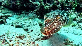 Broadclub Cuttlefish swimming (Sepia latimanus; 0.8 m). Batu Moncong, Komodo, Komodo National Park, Indonesia, 08/07/24. Note rapid changes in skin color and texture.