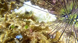 Dwarf Cuttlefish sheltering in spines of sea urchins (Sepia bandensis; 12 cm). Wanilu, Komodo National Park, Indonesia, 08/09/24.