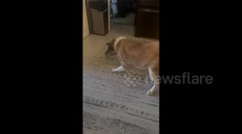 Newsflare Edit - Dog holding toy over his eyes can't figure out why he can't see
