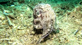 Coconut Octopus