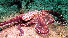 Mimic Octopus (Thaumoctopus mimicus; 0.7 m). Teluk Bima, Sumbawa, Indonesia, 08/04/24.