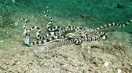 Mimic Octopus hunting (Thaumoctopus mimicus; 0.6 m). Teluk Bima, Sumbawa, Indonesia, 08/04/24. Note bursts of rapid swimming with tentacles trailing as