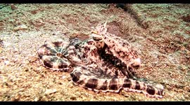 Mimic Octopus hunting (Thaumoctopus mimicus; 0.6 m). Teluk Bima, Sumbawa, Indonesia, 08/04/24. Note bursts of rapid swimming with tentacles trailing as