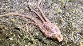 Long-Armed Octopus hunting (Abdopus sp; 0.2 m). Pulau Sangeang, Indonesia, 08/06/24.
