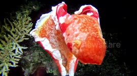 Spanish Dancer sea slug swimming (Hexabranchus sanguineus; large; 0.35 m). Gili Lawa Darat, Indonesia, 08/07/24