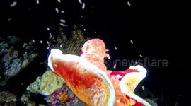Spanish Dancer sea slug swimming (Hexabranchus sanguineus; large; 0.35 m). Gili Lawa Darat, Indonesia, 08/07/24