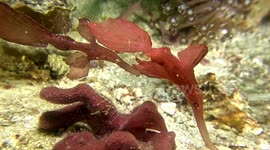 Robust Ghost Pipefish, Pair, Hunting (Solenostomus cyanopterus; red form; 17 cm female in front; 16 cm male in rear). Nusa Lasa, Komodo National Park, Indonesia, 08/12/24.