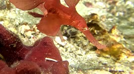 Robust Ghost Pipefish, Striking Prey (Solenostomus cyanopterus; red form; 17 cm female and 16 cm male).