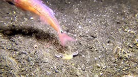 Bobbitt Worm (Eunice aphroditois; named after amputation artist Lorena Bobbitt; 0.03 x 1 m) striking fish and pulling fish beneath seabed. Pulau Sangeang, Indonesia, 08/06/24.