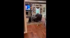 Black Lab Is Ready to Go