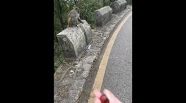 Monkey attempts to snatch phone during feeding in Guizhou Province, China