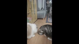 Cats compete for food in adorable showdown