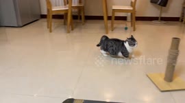 Cat’s hilarious scratching mishap in Jiangsu, China