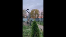 Scary moment wolf climbs metal fence like Spider-Man