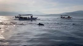 Dolphins Tours at Lovina  beach in Bali