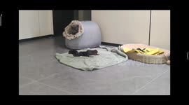 Motherly cat carries newborn puppy to its own nest in China