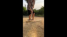 Grandson plays prank on grandmother harvesting wheat in China