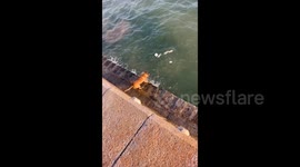 Eco-dog repeatedly dives into sea to collect plastic waste before dropping them into bin