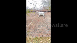 Goat defies gravity by effortlessly scaling 3-metre brick wall