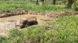 Juvenile elephant stuck in muddy pond rescued in Thailand