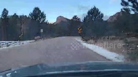 Elks hold up traffic to cross road in Colorado