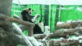 Adorable panda cub enjoys first snowfall by gliding down icy slide