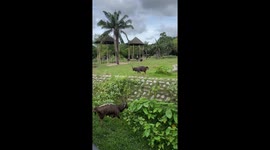 Amusing antelopes walk in slow motion