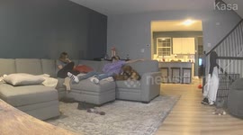 Dog captivated by TV show about dogs and cows in Edgewater