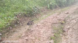 Rat battles snake in unusual confrontation in Santa Rosa