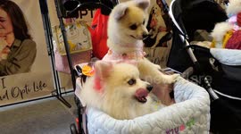 Pet show in Bangkok, Thailand has rabbits, poodles, malumute, birds and pomeranians