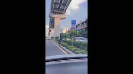 Kind couple rescue cat stuck on busy road in Bangkok