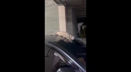 Playful pet cat slides down car windscreen