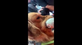 Pet dog steals youngster's prized labubu doll