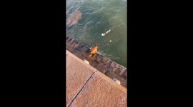 Helpful dog collects pollution from the sea and drops it it the bin