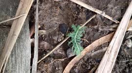 Caterpillar disguised as leafy twig crawls along floor in Vietnam