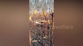 Farmers collect charred corn cobs left untouched and exposed after fire destroyed field