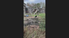 Chimp Puts On an Unexpected Show at Houston Zoo