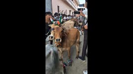 Cows run over locals at Hindu festival in India