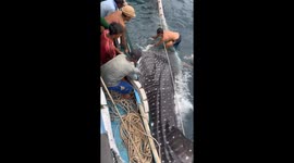 Suddenly a shark whale appeared in the net and tried to save it from returning to the sea