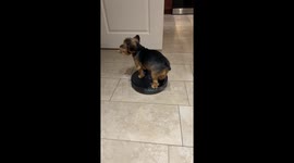 Yorkie Takes a Ride on the Robot Vacuum